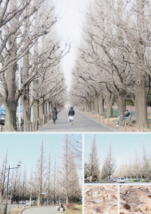 神宮外苑（銀杏並木）