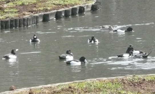 水鳥A
