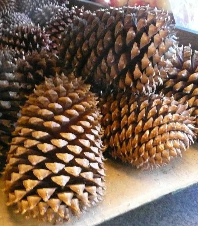 クロムウェル・ラージアータパイン