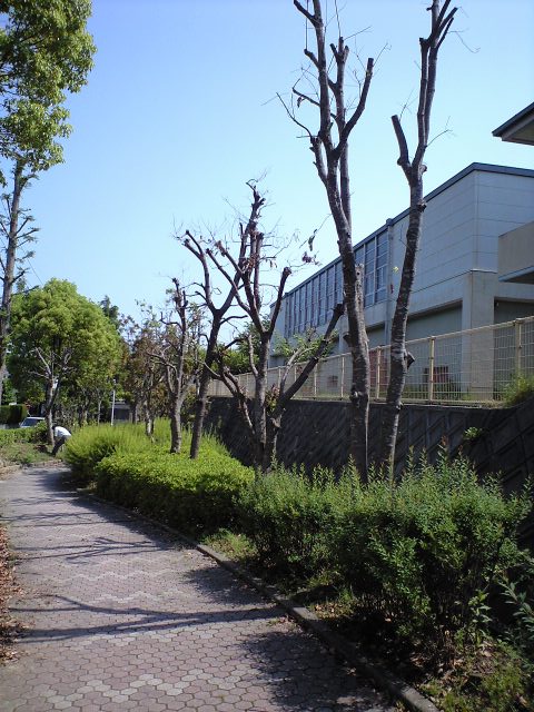 公園13