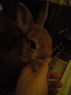 お泊りりーべ２