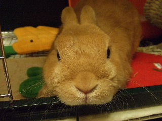 しょうがないなぁ