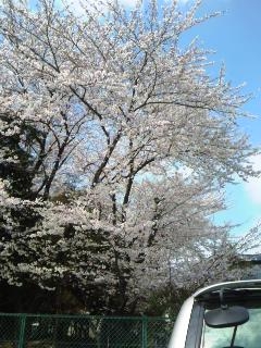 20100403_sakura.JPG