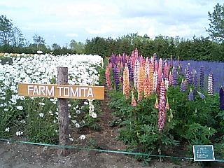 farm_tomota1
