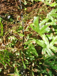 P1010008-2.jpg