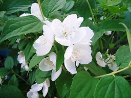 白いきれいな花
