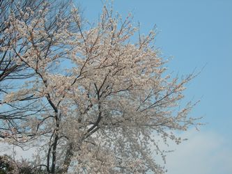 離れ桜.jpg
