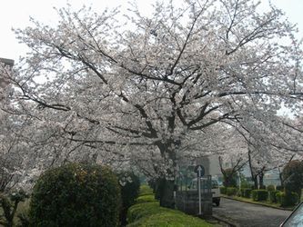 満開桜４.jpg