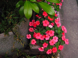 ６月カフェ 008.jpg