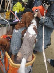 モテモテなクッキ-♪いいな～