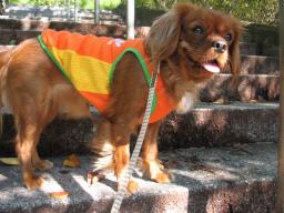 そらちゃんまで（笑）何みてるのかな？