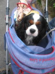 ダンディ★フィズくん♪今日はありがとう♪