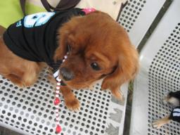 さくらちゃんまた遊ぼうねっ・・・