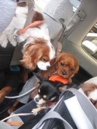 まろくん＆もかちゃん家のぶぅぶぅに♪初乗車♪