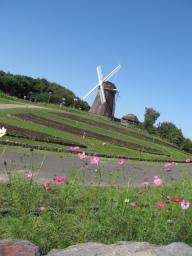 淡紅の秋桜が秋の日の♪♪