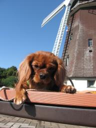 おかん♪ってばお散歩しないのかな？