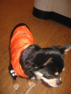 ミルクはないいんでしゅか？