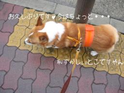 久しぶりねっ　ごんごん