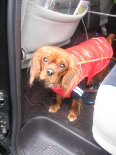 おかんどこ行くの？