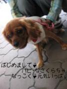 ルビキャバちゃんｎｏサクラちゃん♪