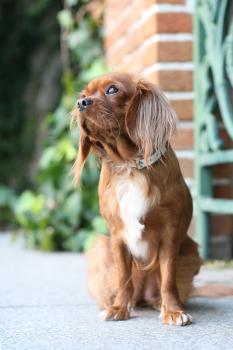 そら＆クッキ-の一生の宝物です♪♪ありがとうございます♪♪