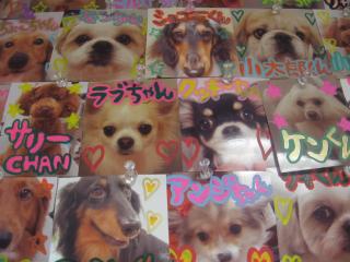 クッキ-もいるぅ♪