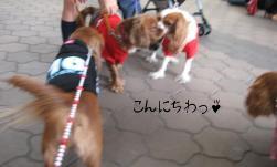 キャバちゃん軍団♪