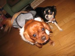 クッキ-ただいまっ♪