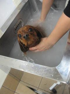 皮膚のカイカイさんがよくなるように♪