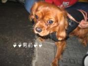 去年大阪城で会った♪おかんが気に入った彼♪