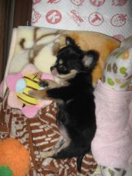 クッキ-ちぃちょい頃