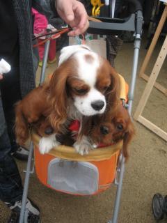 マロくんじっとしてよぉ～ｂｙモカくん＆そら