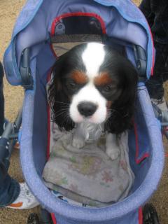 ダンディ★フィズくん♪