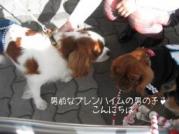 ブレンハイムのボ－イです♪