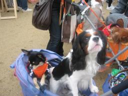 ダンディ★フィズくんとクッキ-あいのり♪♪