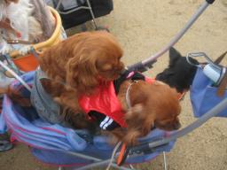 ２回目のデ－トで♪モカくんがそらの上に乗った♪♪