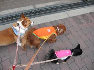 お散歩に行ってきます♪