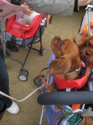 ２回目のデ－トで♪モカくんがそらの上に乗った♪♪