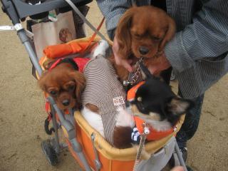 クッキ-もあいのり♪♪