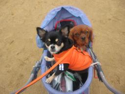 今から何が起こるの？おかん・・・