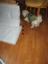 サッサッ・・・