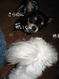 クッキ-が・・・