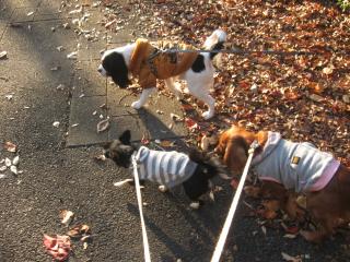 落ち葉がきれいな葉っぱさんの上は♪音がいいよねっ