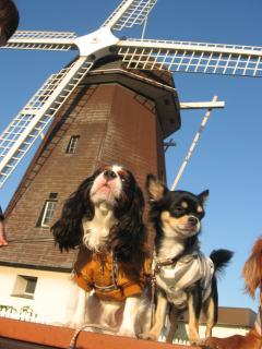 風車でパチリ♪