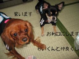 いじめないよいうに気をつけます・・・