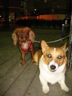 ごんちゃんと夜のお散歩♪♪