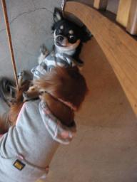 遊んでま-す♪♪あっ　クッキ-倒された（笑）