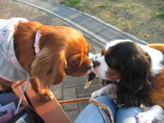 ダンディ★フィズくんとそら♪♪chu♪