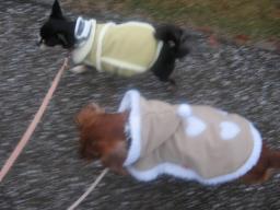 おトイレタイム♪のお散歩♪