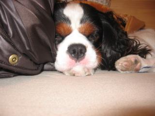 フィズくん♪ねんね中♪とっても気持ちよさそう♪